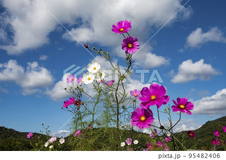 青空を背景に咲くコスモス 95482406