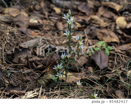 センブリの花 95482417