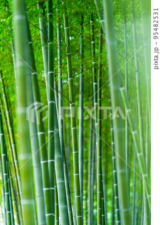 竹林 95482531