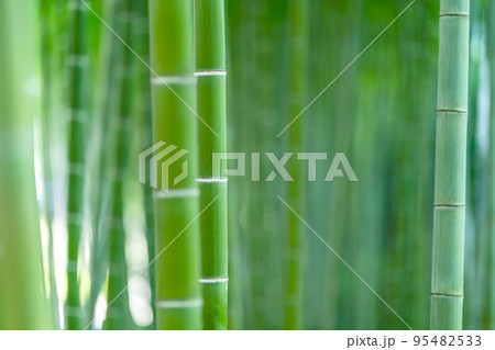 竹林 竹林 95482533