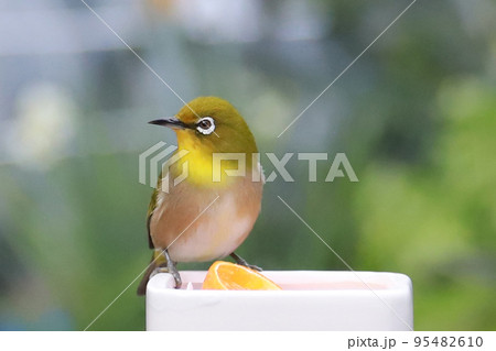 メジロ餌場 95482610