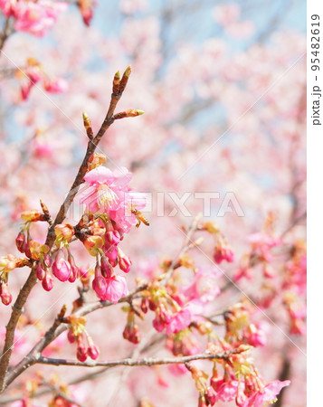 河津桜の濃いピンクの花と蕾 95482619