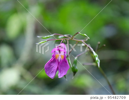 湿地に咲くツリフネソウの花 95482709