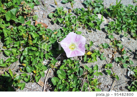 砂浜に咲くハマヒルガオの花 砂浜に咲くハマヒルガオの花 95482800