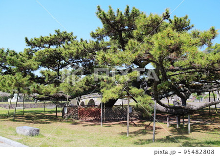 石橋公園のクロマツの風景 石橋公園のクロマツの風景 95482808