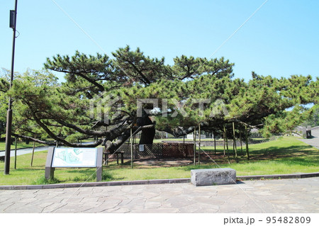 石橋記念公園の立派なクロマツ 石橋記念公園の立派なクロマツ 95482809