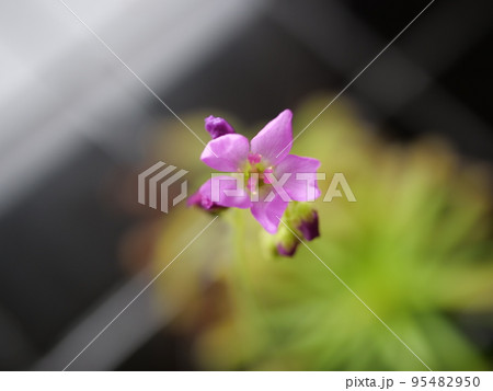 食虫植物の花 ムシトリスミレ 食虫植物の花 ムシトリスミレ 95482950