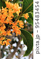 金木犀 95483454