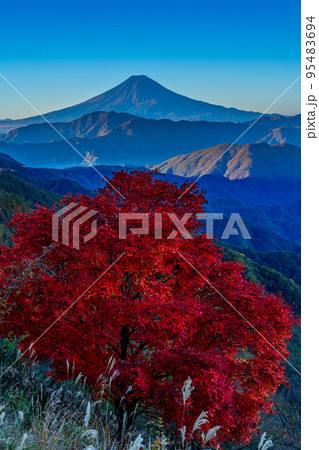 大蔵高丸からの早朝の紅葉に富士山 大蔵高丸からの早朝の紅葉に富士山 95483694