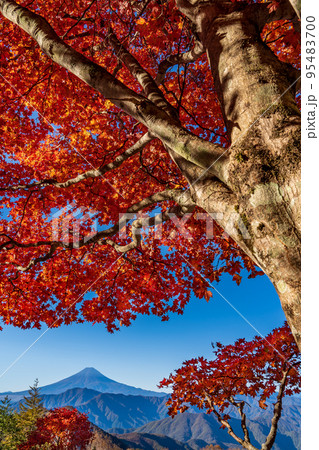 鮮やかな秋のモミジと富士山 鮮やかな秋のモミジと富士山 95483700