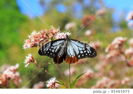 アサギマダラ アサギマダラ 95483975