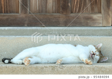 寝てても貫禄があるボス猫 寝てても貫禄があるボス猫 95484094