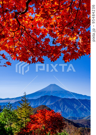 ハマイバ丸からの紅葉に包まれた富士山 95484236