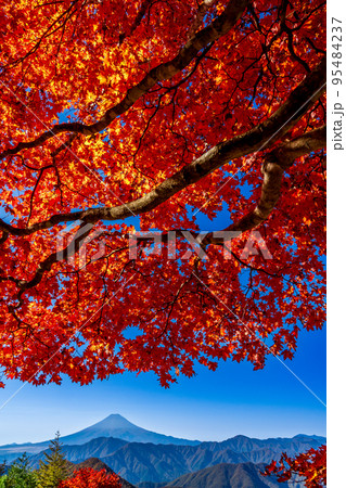 空いっぱいの赤く鮮やかな紅葉に富士山 空いっぱいの赤く鮮やかな紅葉に富士山 95484237