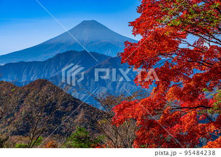 ハマイバ丸からの紅葉と富士山 ハマイバ丸からの紅葉と富士山 95484238