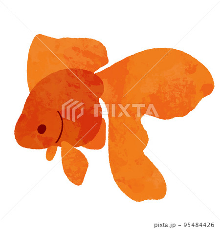 水彩風の横から見た赤色の金魚 95484426