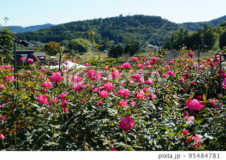 里山を背景に赤色の秋バラの咲く風景（いばらきフラワーパーク） 95484781