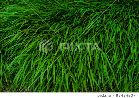 Bright green dense grass close up, colorful plant background Bright green dense grass close up, colorful plant background 95484807