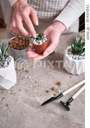 Woman holding Potted Succulent haworthia Plant in brown plastic Pot 95484891