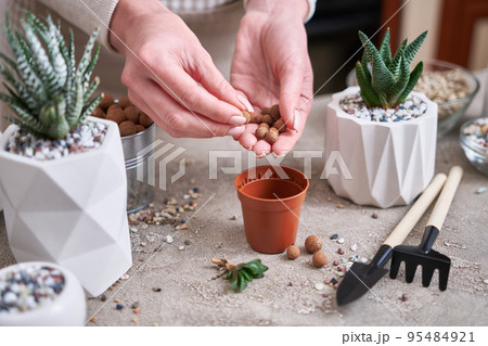 Woman putting expanded clay into brown plastic Pot for Succulent haworthia planting Woman putting expanded clay into brown plastic Pot for Succulent haworthia planting 95484921