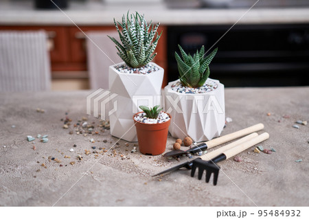 Potted Succulent haworthia Plant in White ceramic Pot Potted Succulent haworthia Plant in White ceramic Pot 95484932
