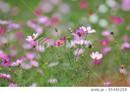 秋の野原に咲くピンクのコスモスの花 95485209
