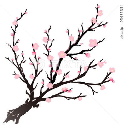 梅の木 イラストのイラスト素材 [95485354] - PIXTA