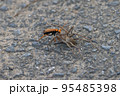 仕留めたクモを運ぶキバネオオバッコウバチ 95485398