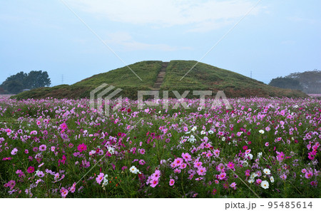 二子山古墳とコスモス畑 95485614