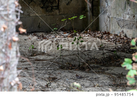 大久野島戦争遺産　発電所跡 95485754
