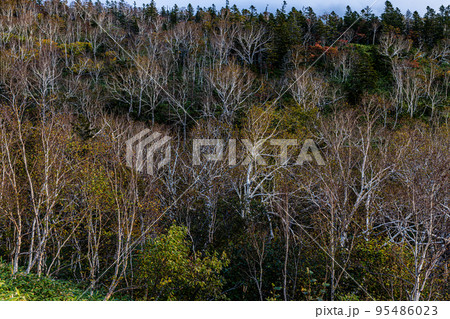 【北海道･知床】知床峠の秋 10月 95486023
