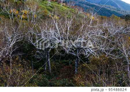 【北海道･知床】知床峠の秋 10月 95486024