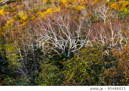 【北海道･知床】知床峠の秋 10月 95486025