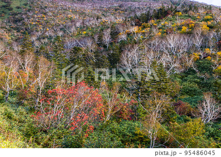 【北海道・知床】知床峠の秋 10月 【北海道・知床】知床峠の秋 10月 95486045