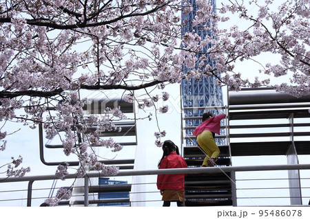 満開の桜の下で戯れ合う赤い服の女の子たち。スカイツリーをよそに仲良しの女の子達は遊びに夢中 95486078