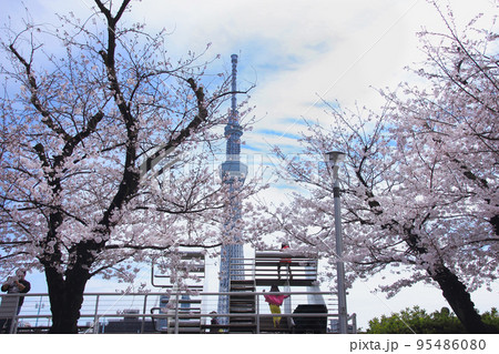 満開の桜とスカイツリーに見守られて、登っては降りを繰り返している女の子たち 95486080