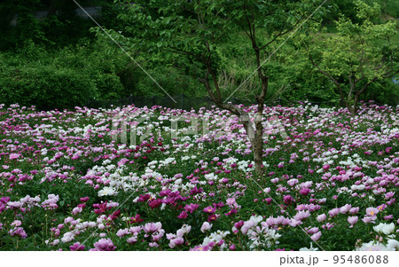 自然 風景 花 95486088
