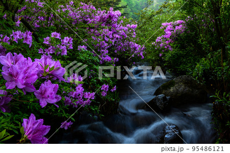 自然 風景 ツツジ 95486121