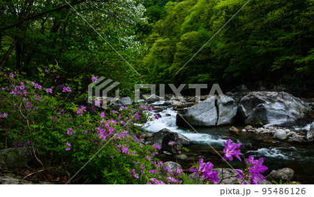 自然 風景 ツツジ 95486126