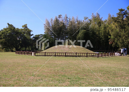平原歴史公園 コスモス 柿 センダン 平原歴史公園 コスモス 柿 センダン 95486517
