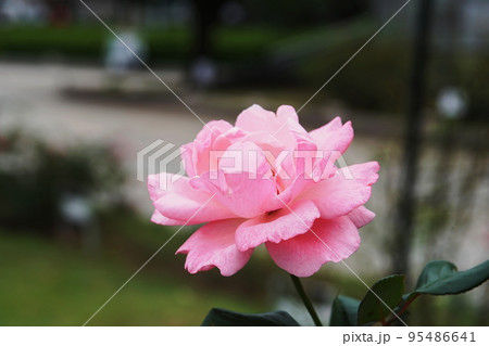 バラ クイーン エリザベス　Rose Queen Elizabeth 95486641