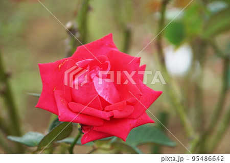 バラ プリンセス ミカサ Rose バラ プリンセス ミカサ Rose 95486642