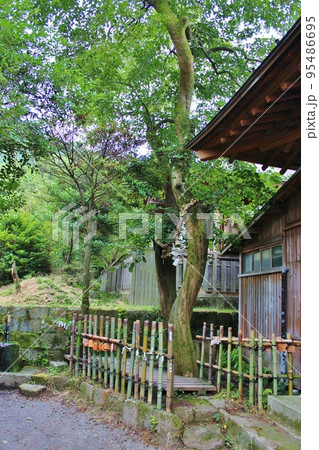 雲仙 温泉神社の夫婦柿 雲仙 温泉神社の夫婦柿 95486695