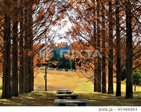 メタセコイアの並木、秋の風景、背の高い赤いメタセコイアの並木道、爽やかでロマンチックな風景 95486864