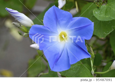 朝顔 朝顔 95487091