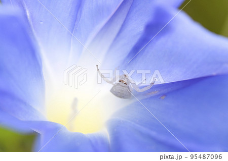 アズチグモ アズチグモ 95487096