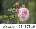 ピンク色の秋バラと蕾 95487319