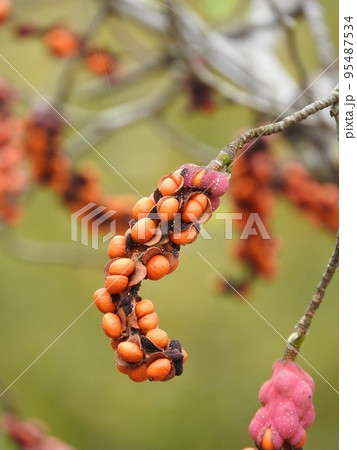 熟したコブシの実 95487534