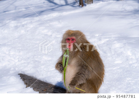 【野生動物】冬の上高地の猿【長野県】 【野生動物】冬の上高地の猿【長野県】 95487781