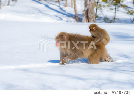 【野生動物】冬の上高地の猿【長野県】 95487786